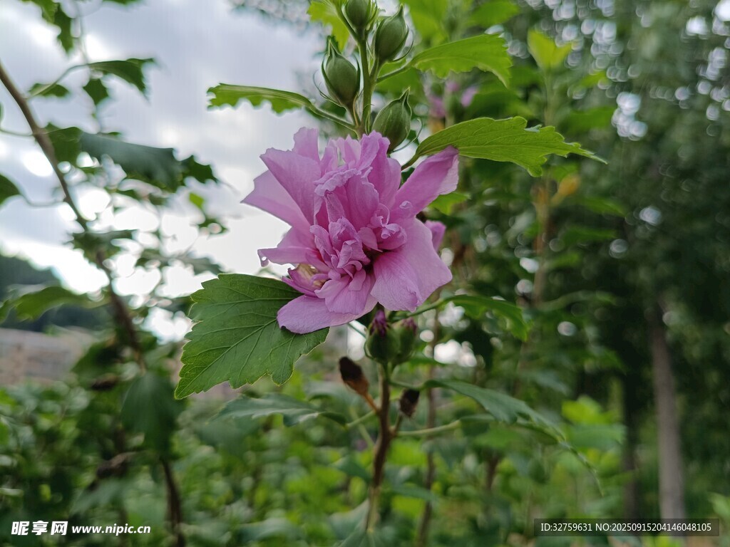 娇艳木槿花绽放绿叶间