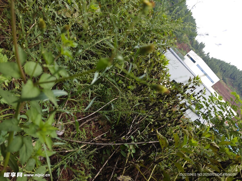 野外绿植与白色物体景观