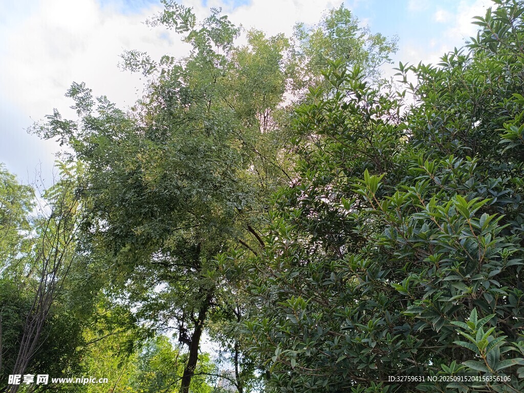 夏日葱郁树林景观