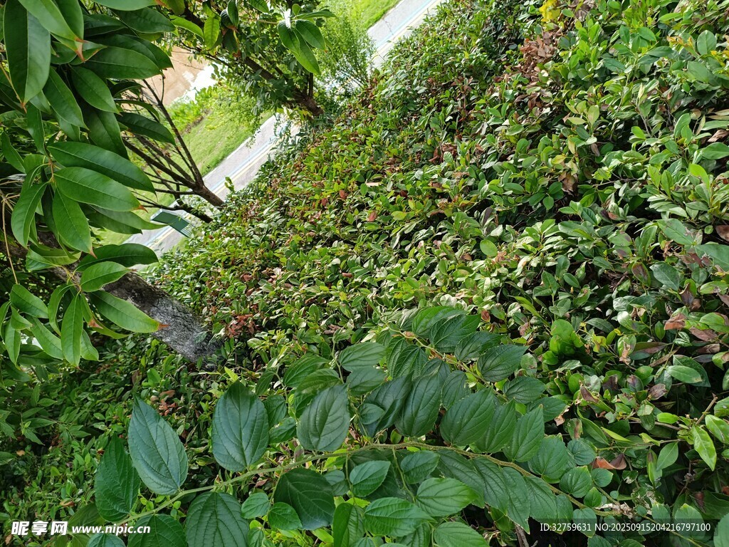 繁茂绿植景观