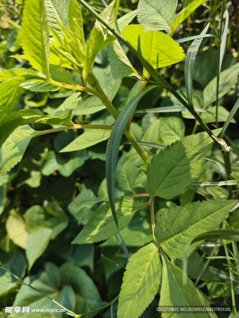 绿叶繁茂的植物景象