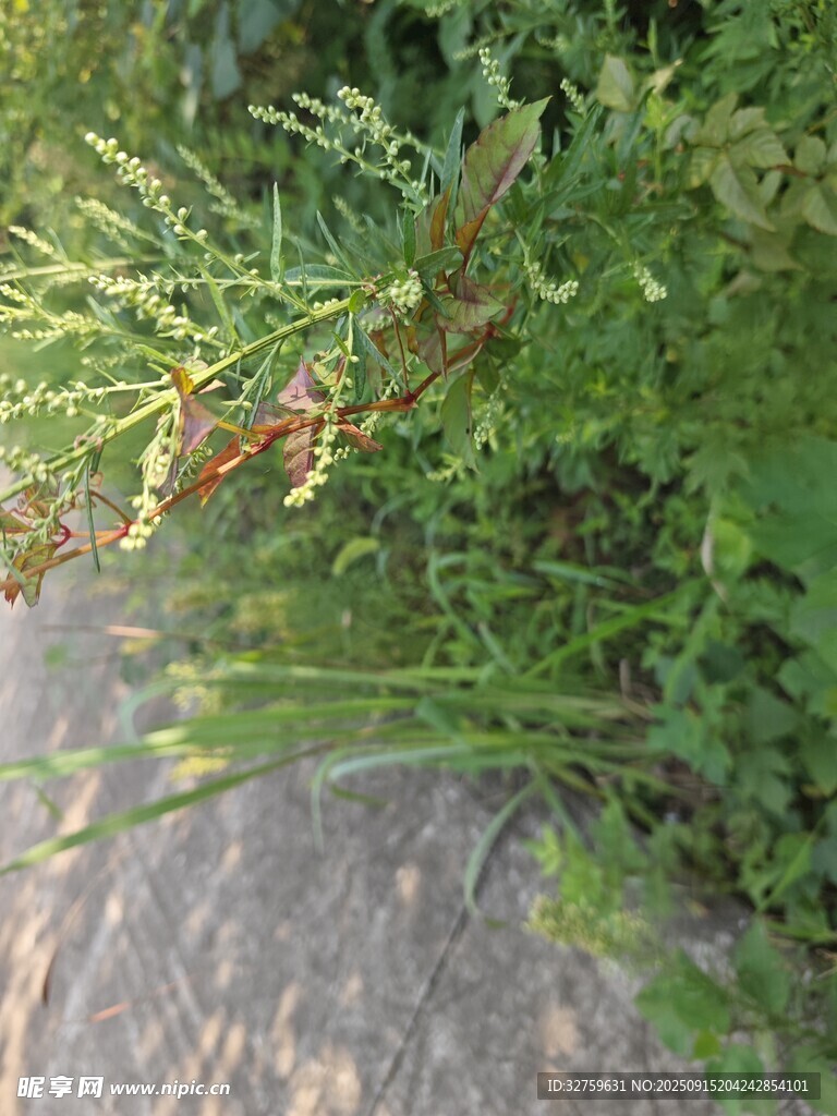 路边生长的绿色植物