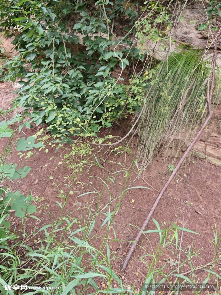 户外草地与绿植景观