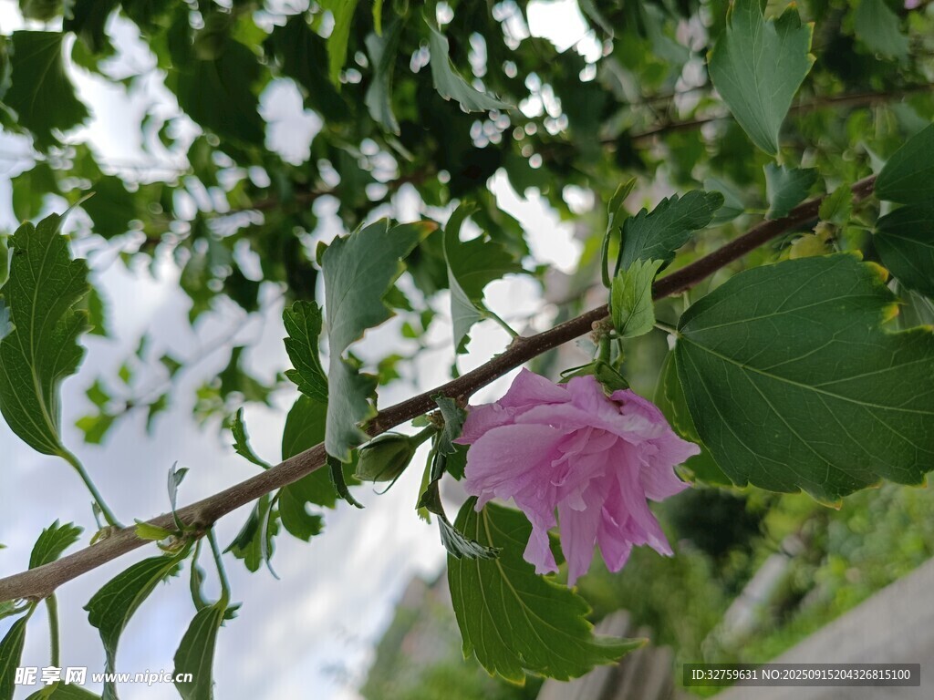 枝头粉绒花