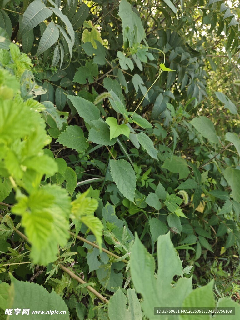 繁茂绿植