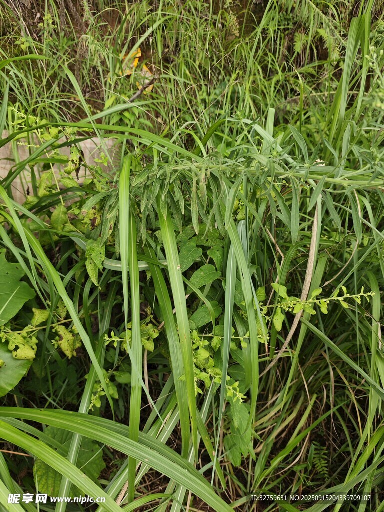茂盛的绿色草丛