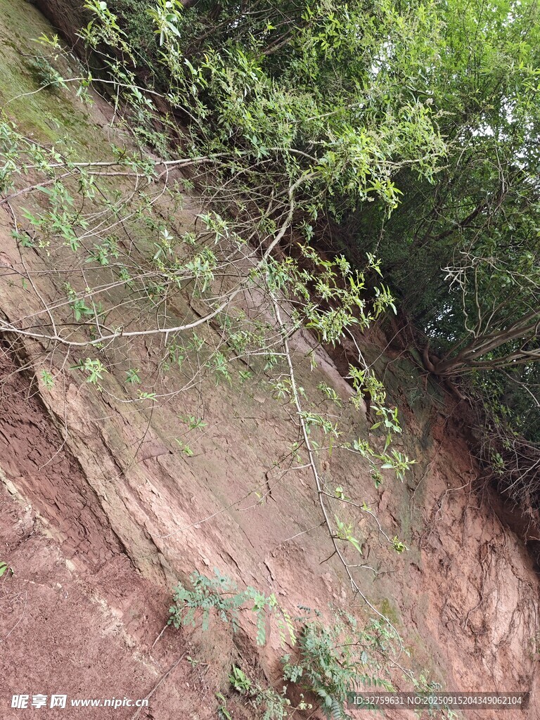 山坡上的绿植与红土