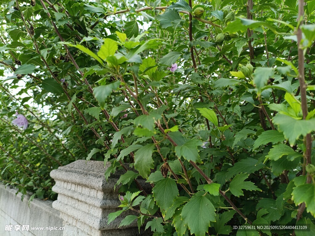 墙边繁茂绿植