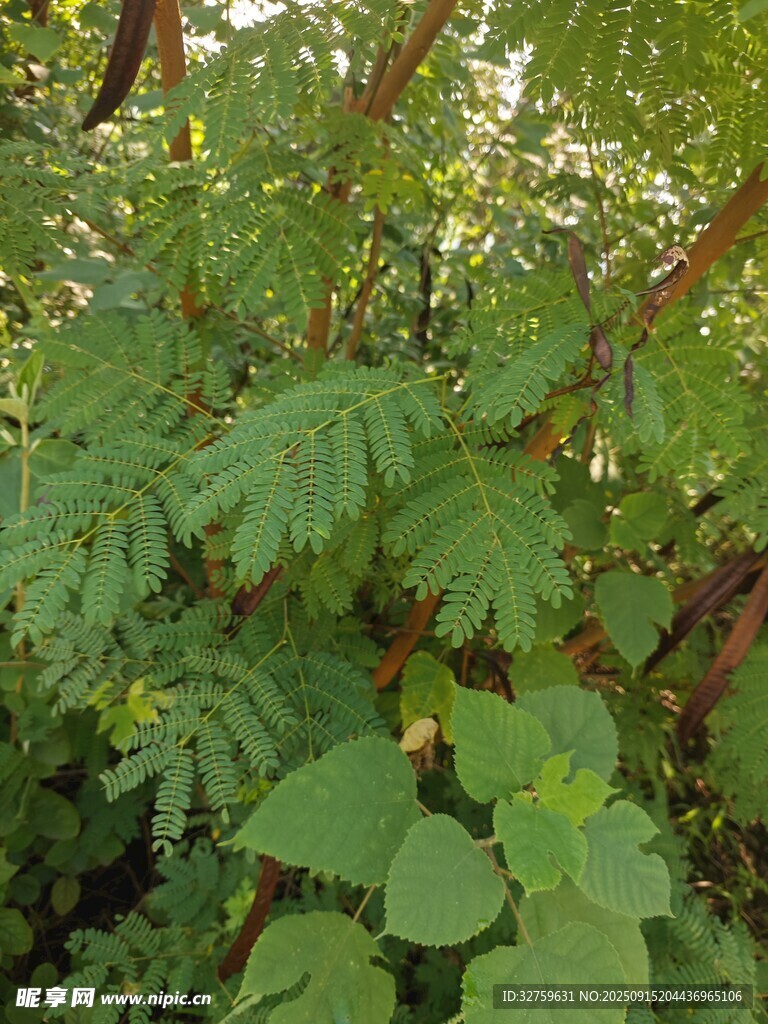 绿叶繁茂的植物景象