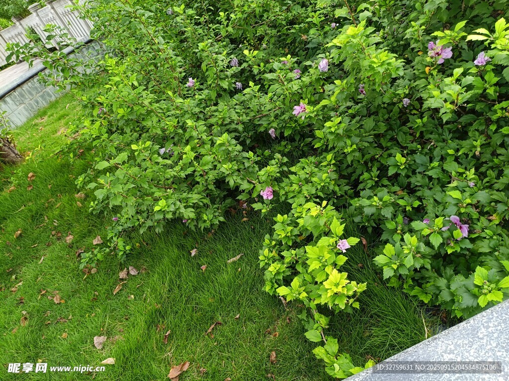 绿意盎然的庭院绿植景观