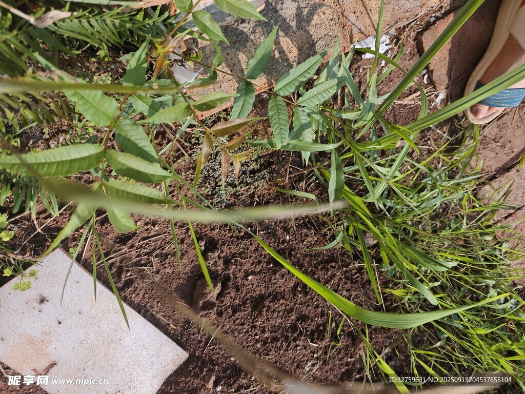 地面上的绿色植物