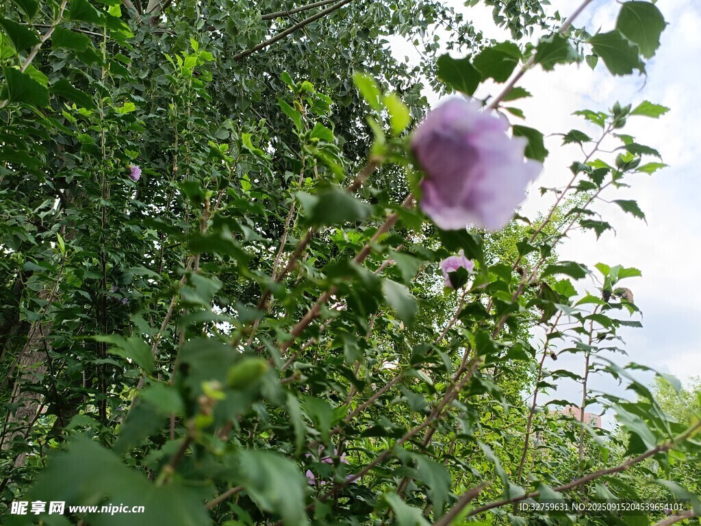 紫色木槿花绽放于绿叶间