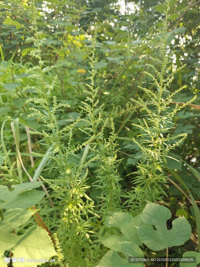 繁茂绿植景观