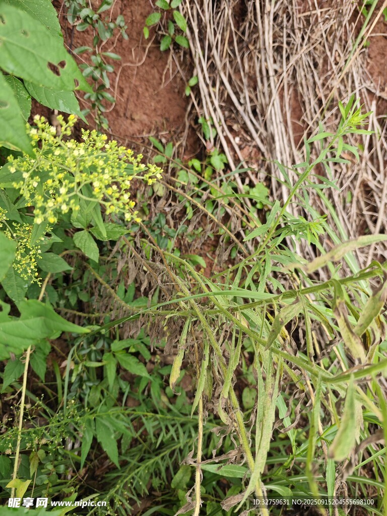 野外繁茂的绿色植物