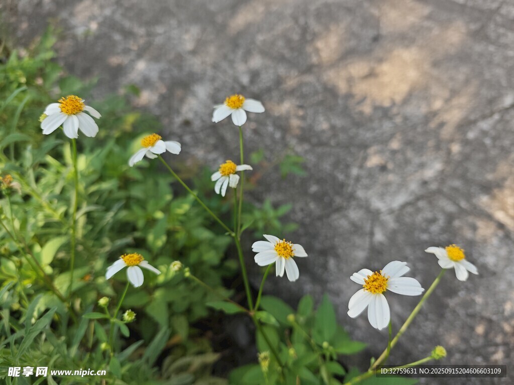 石缝间绽放的小白菊