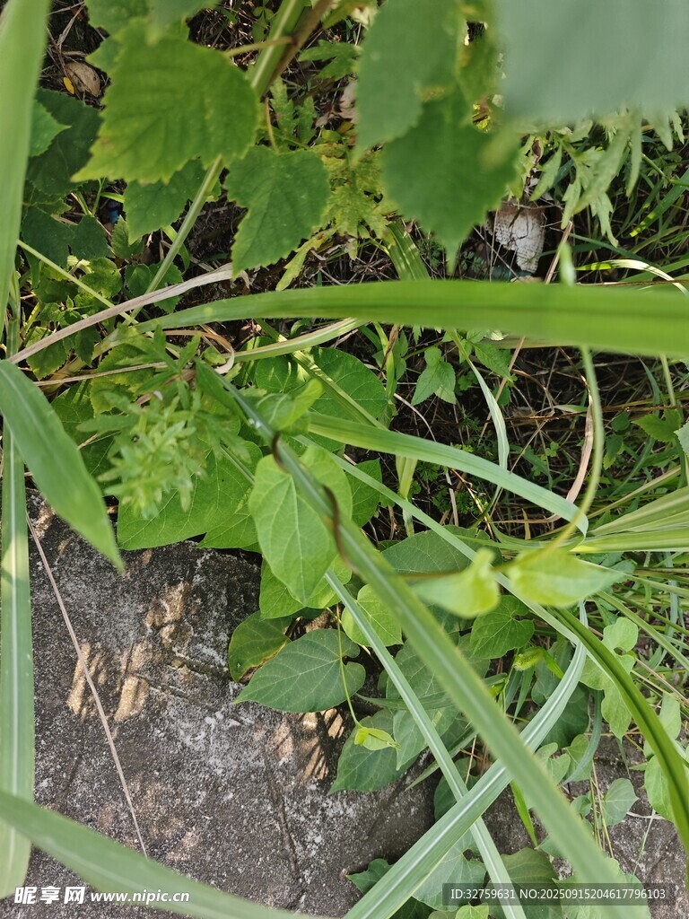 地面的绿色杂草植物