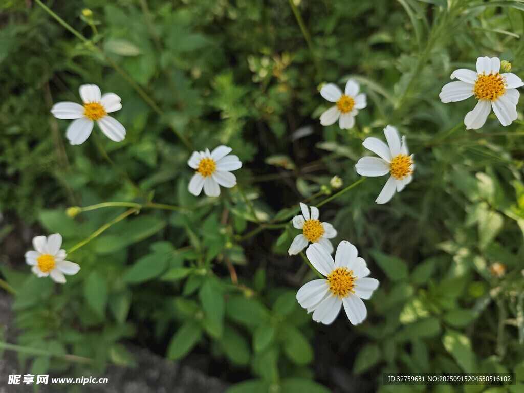 野外绽放的清新小白花