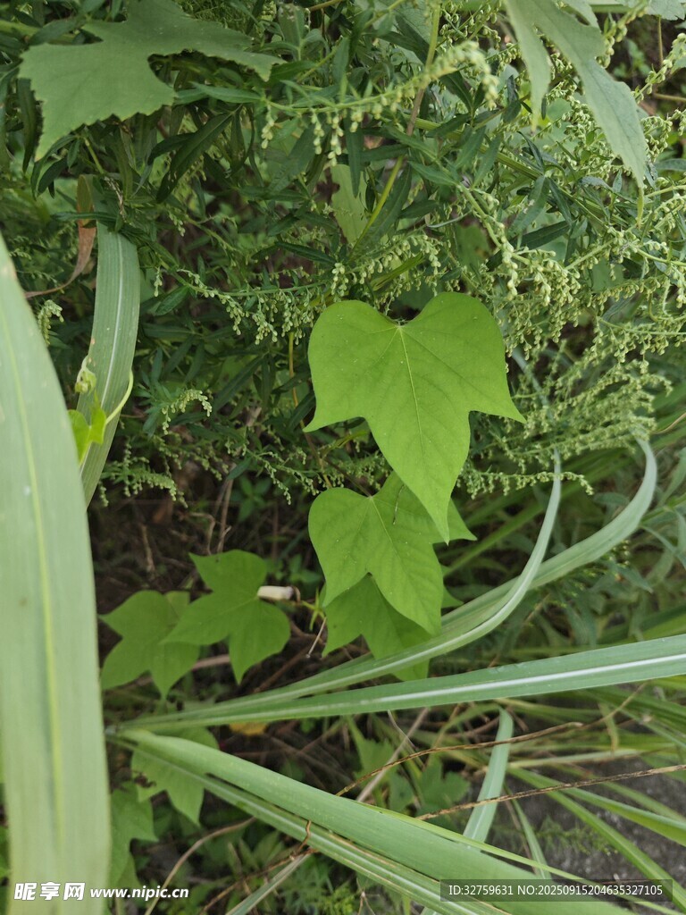 绿叶藤蔓植物特写