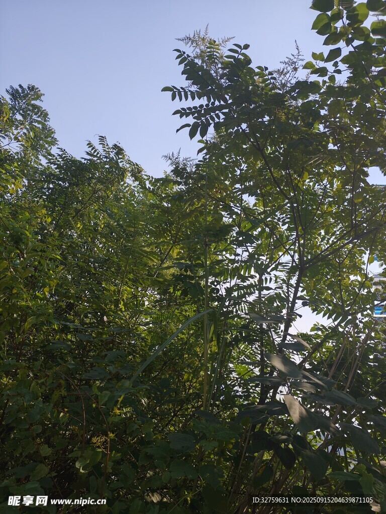 夏日葱郁树梢