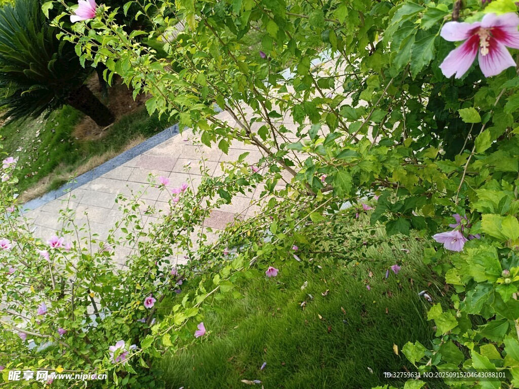 绿叶丛中绽放的娇艳花朵