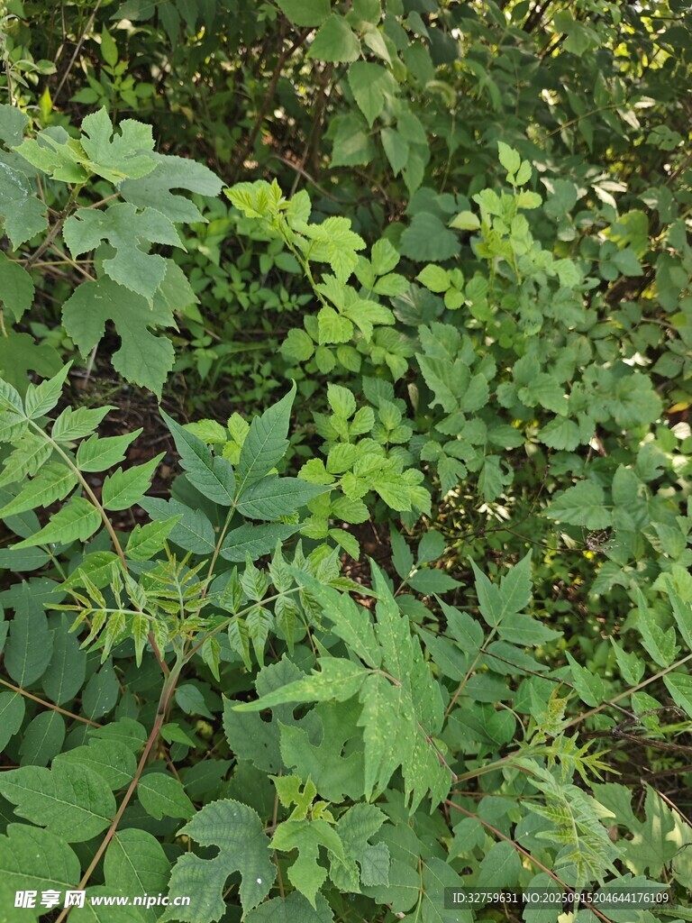 翠绿繁茂的植物叶片