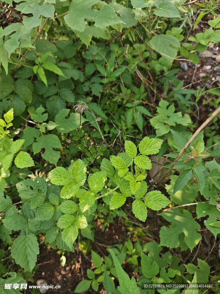 繁茂绿植景观