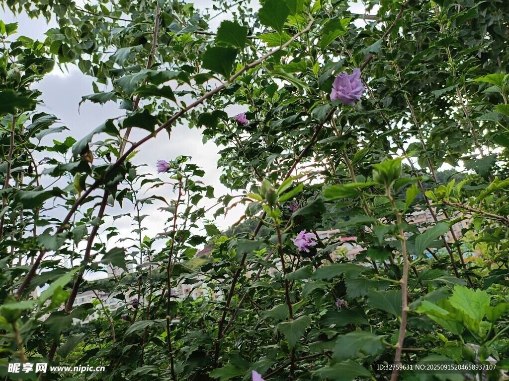 繁茂绿植中的紫色花朵