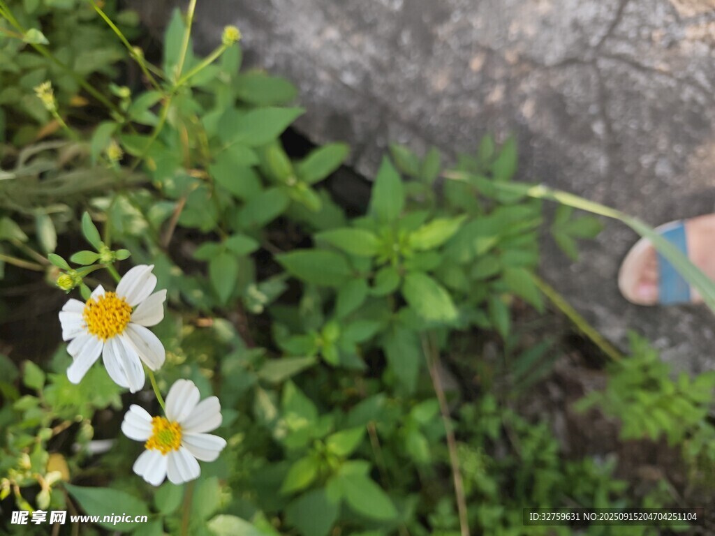 草丛中的清新小白花