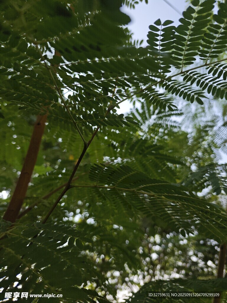 枝叶繁茂的树木景观