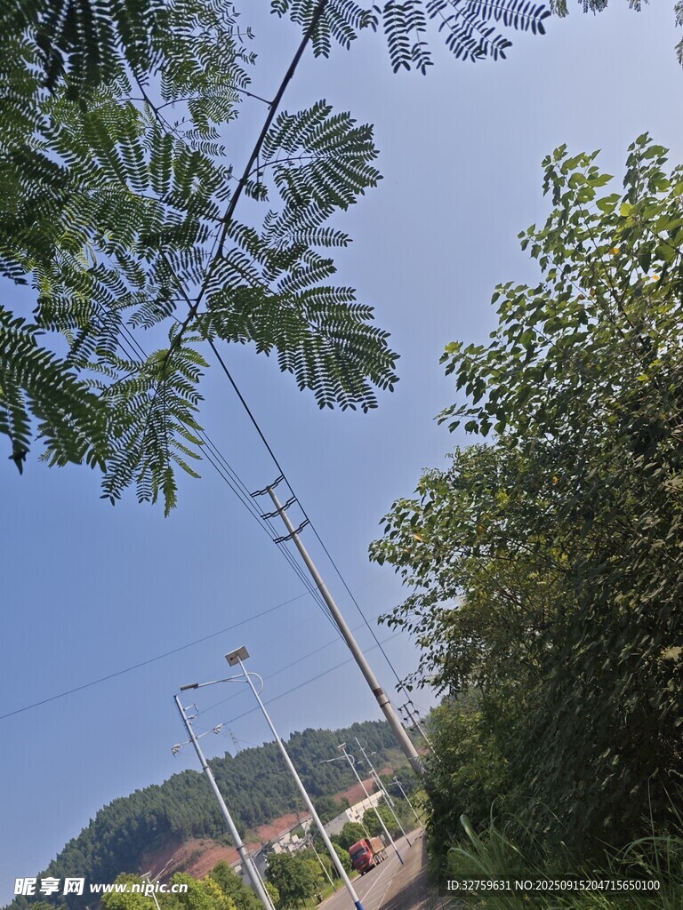 林间道路旁的绿树蓝天