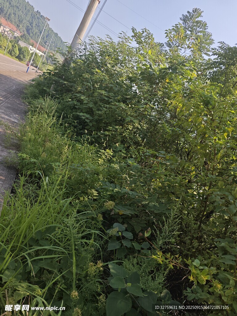 路边繁茂绿植景象