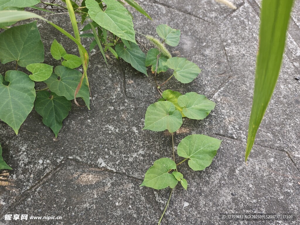 地面生长的嫩绿藤蔓植物