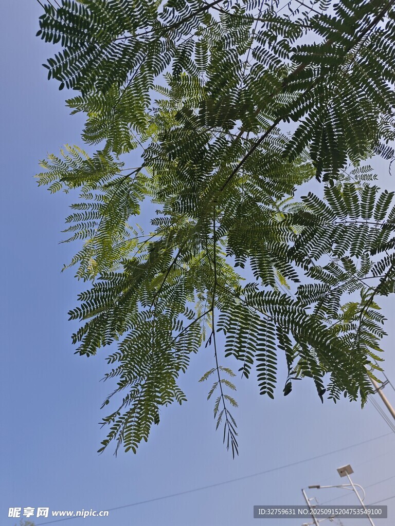 蓝天映衬下的繁茂树叶