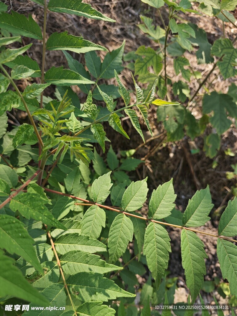 茂密绿植中的自然景致