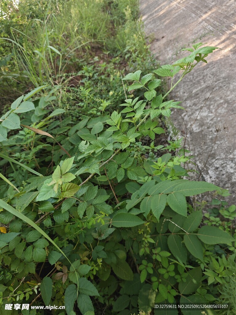 路边繁茂的绿色植物
