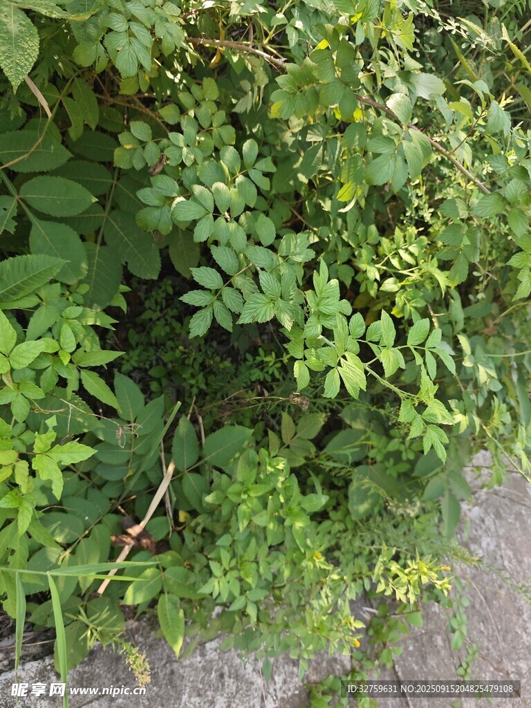 繁茂绿植
