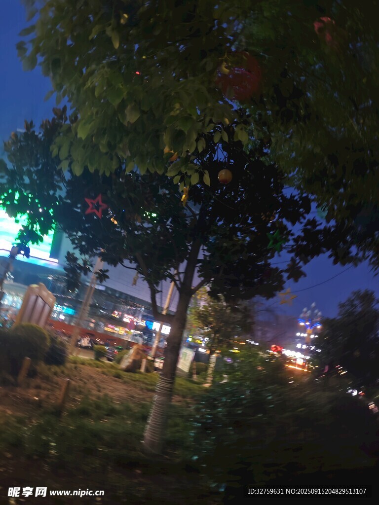夜幕下的城市树木景观