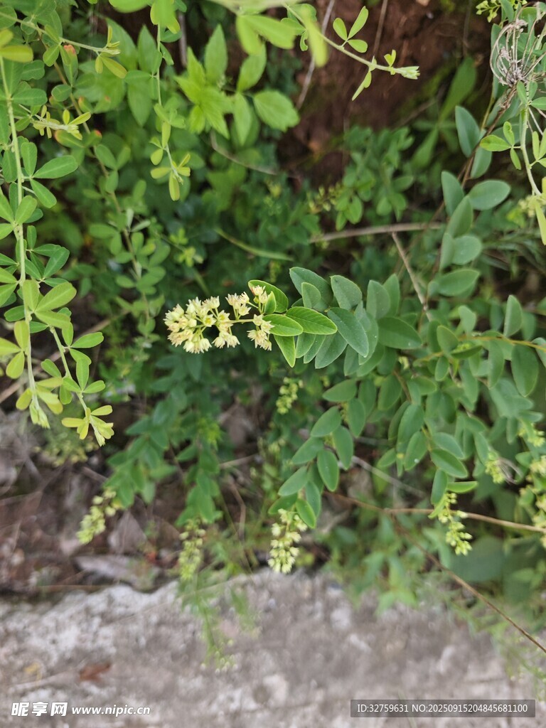墙边绿植与黄色小花