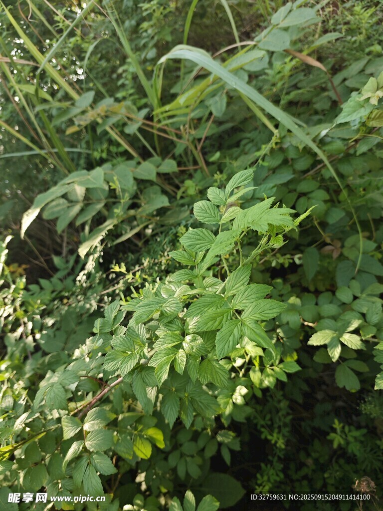 茂密绿植景观
