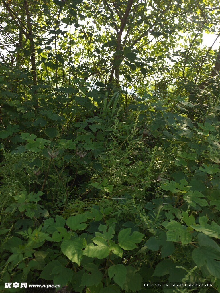 茂密绿植下的光影景致