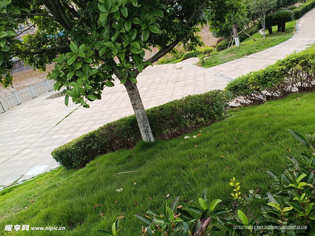 绿意盎然的庭院景观