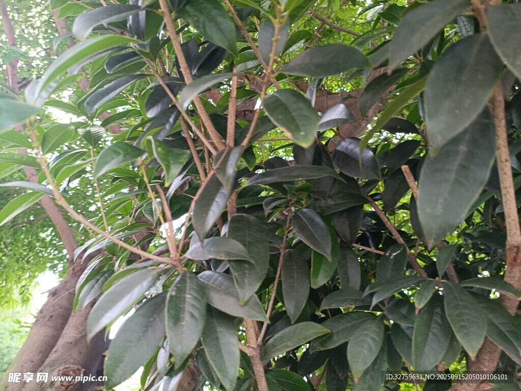 繁茂绿植特写