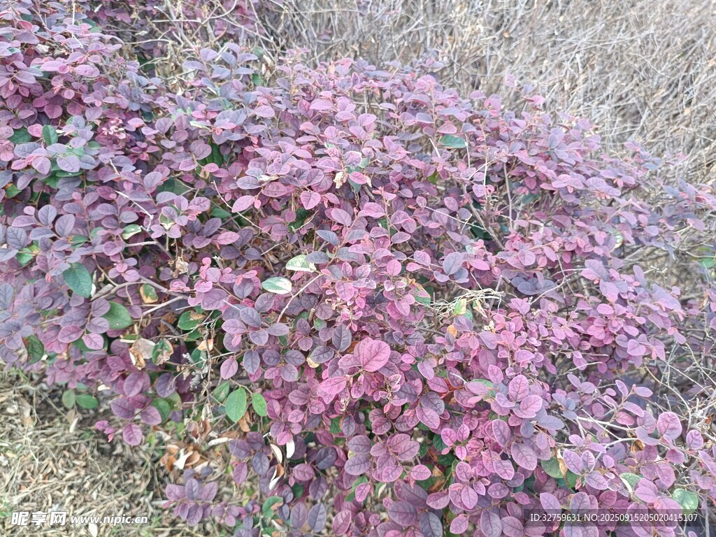 紫色繁茂植物景观