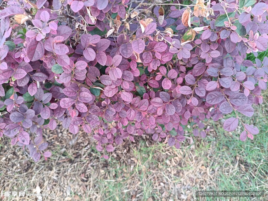 紫叶植物景观