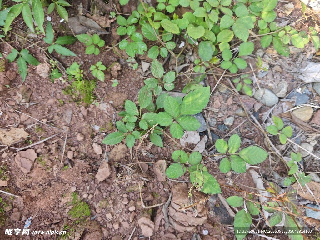 地面上的嫩绿植物