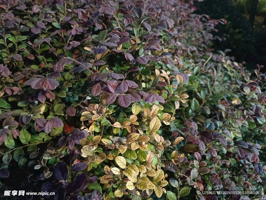 多彩植物景观