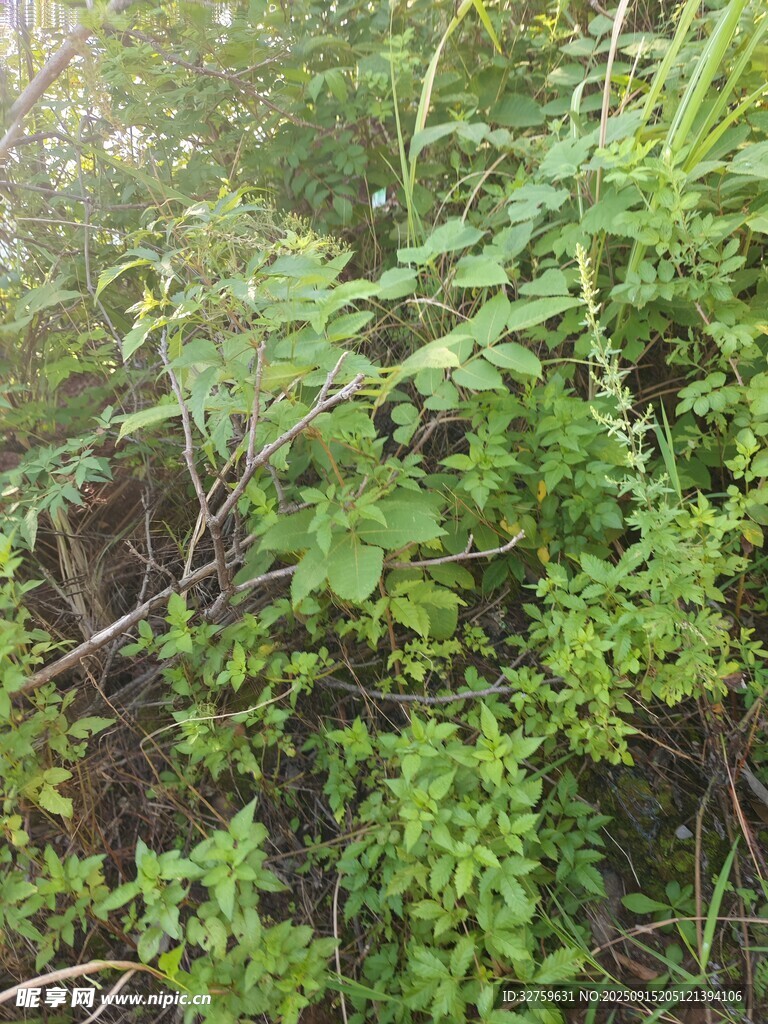 野外繁茂绿植景象