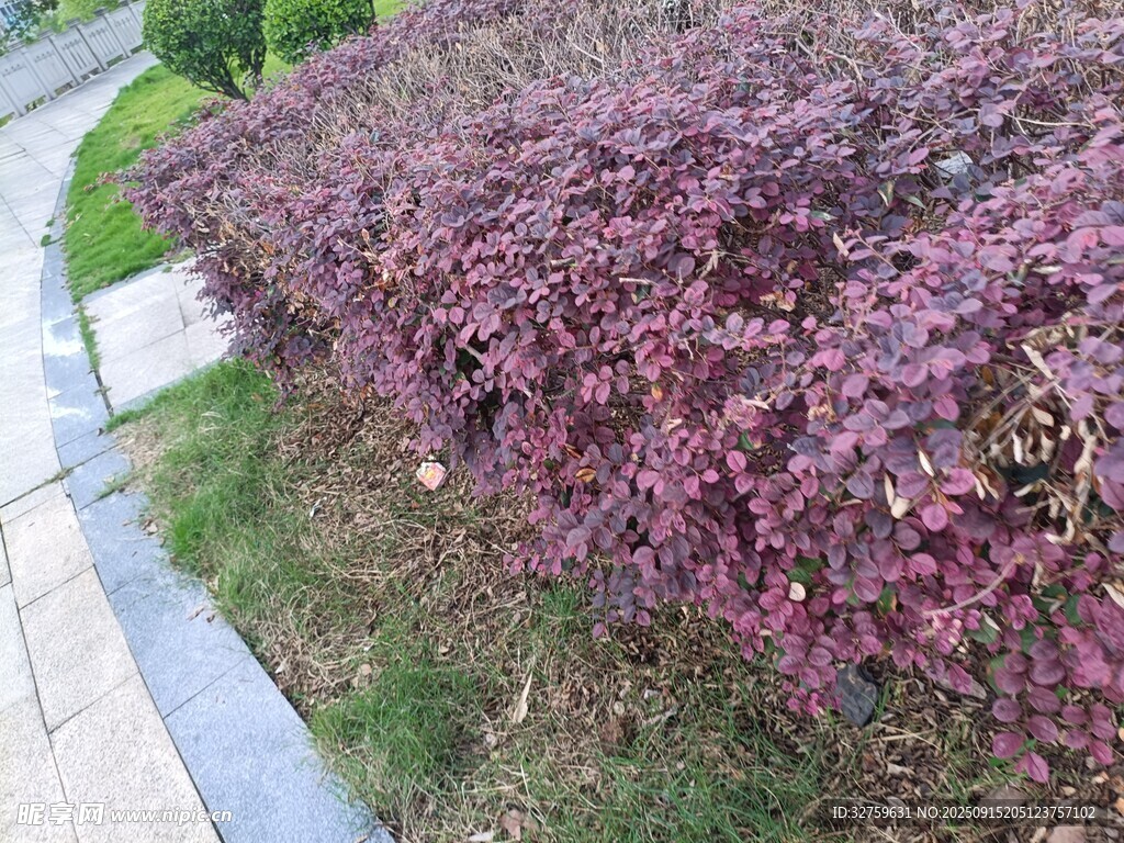路边紫叶灌木景观