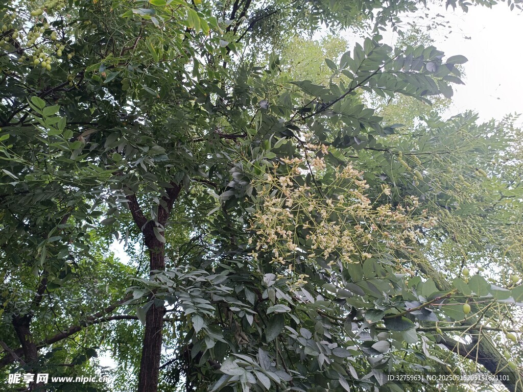 繁茂绿树景观