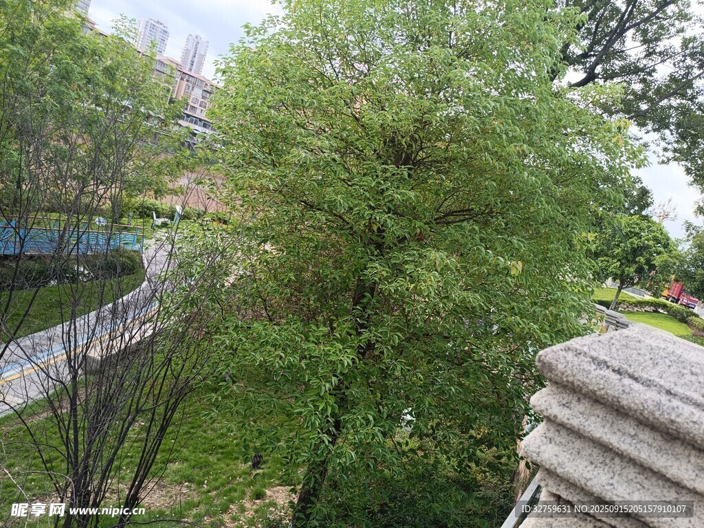 庭院绿植景观
